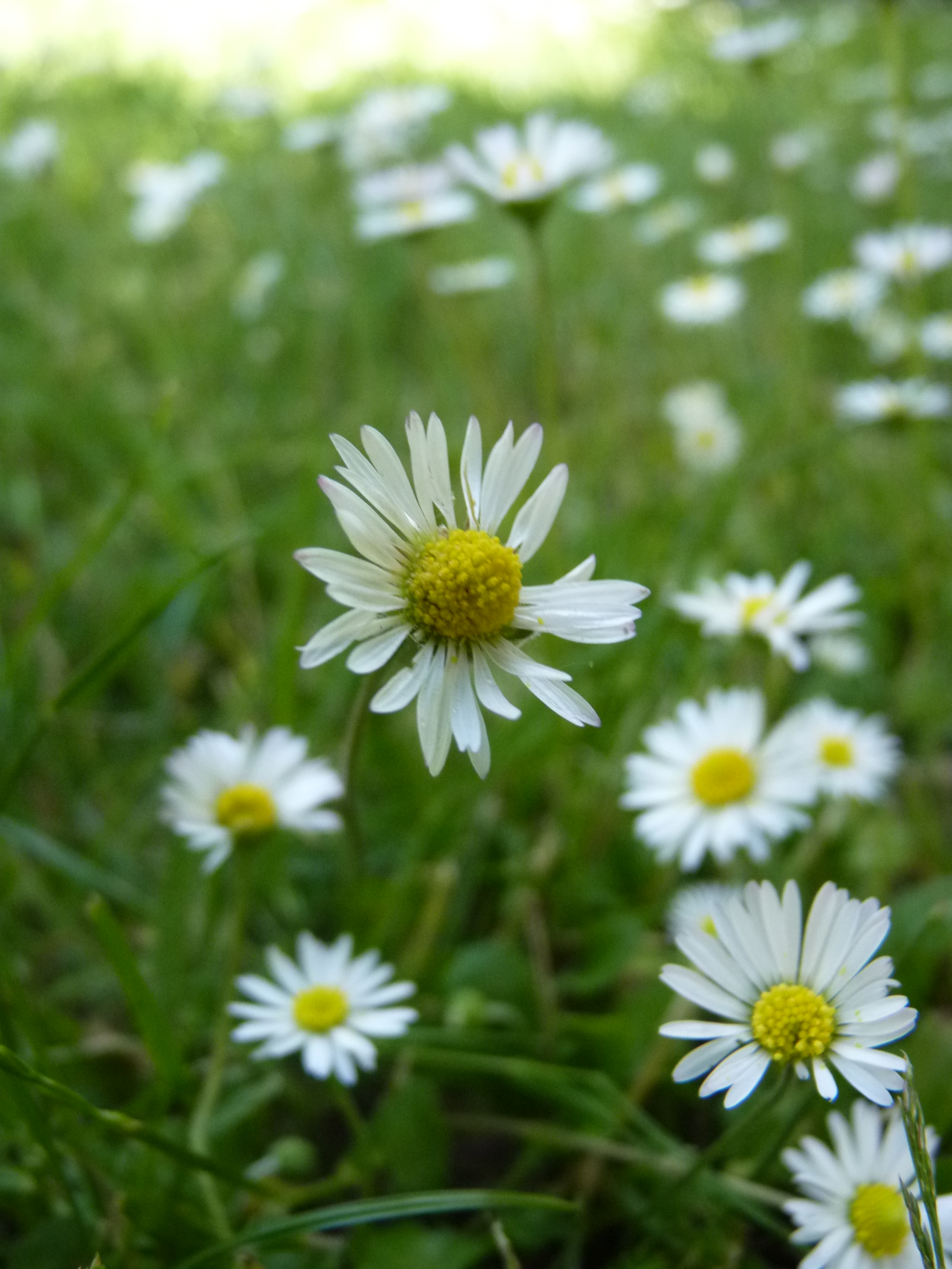 Agir pour les pollinisateurs et les oiseaux en espaces verts. Retours d’expériences (projet APPOLLO)