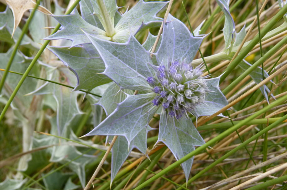 [Formation] VEGELITES Habitats et espèces protégées, état de conservation et menaces dans les estuaires