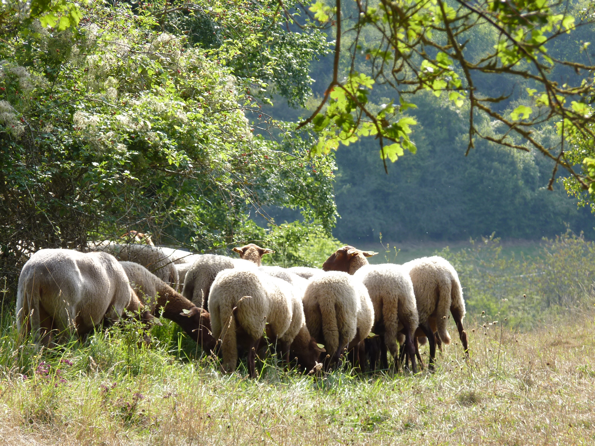 Pourquoi les moutons et les chèvres sont de retour dans nos villes ?