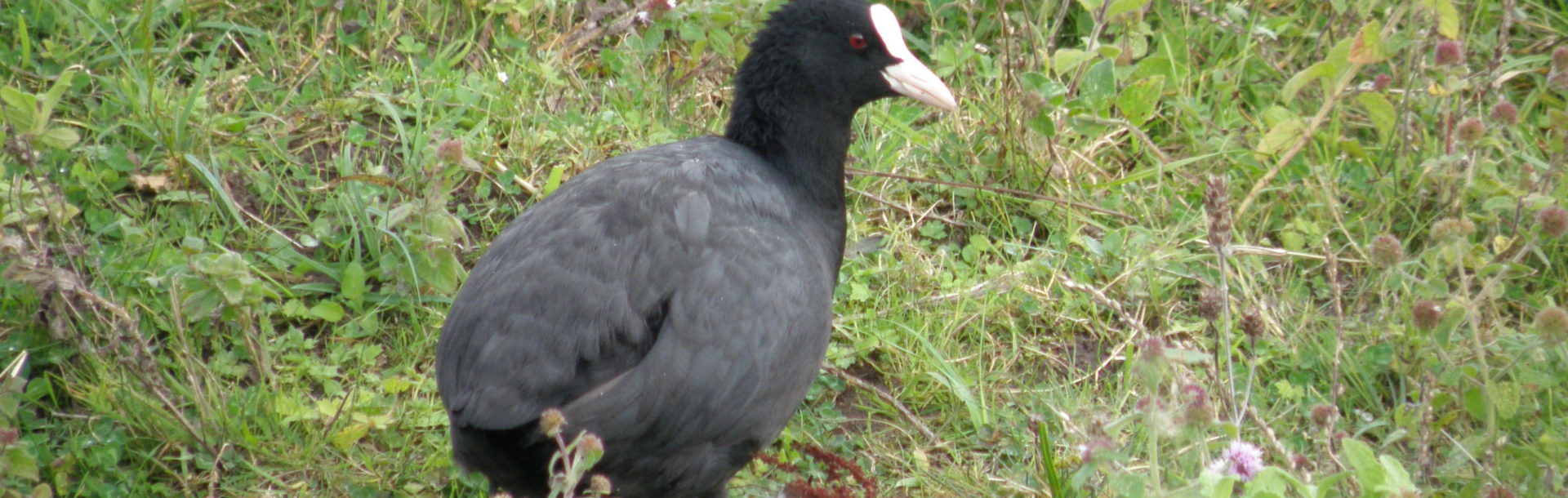 Évolution de la répartition des oiseaux caractéristiques des zones humides