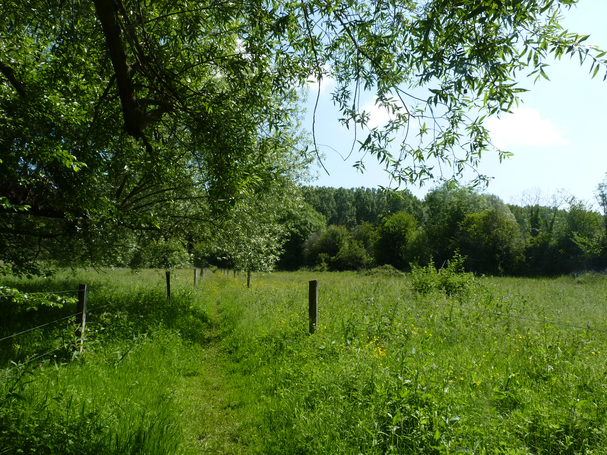 Des paysages bocagers pour favoriser la diversité végétale dans les champs cultivés