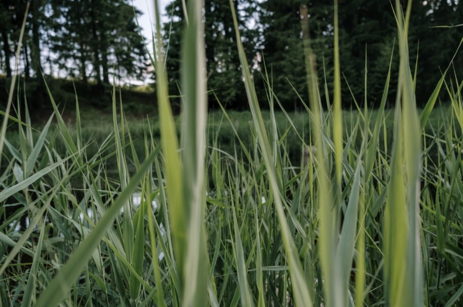 [#PistesDoc] Des cimetières zéro phyto et végétalisés