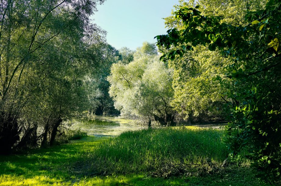 [Colloque] Génie Écologique – Tour d’horizon des enjeux pour les acteurs du paysage