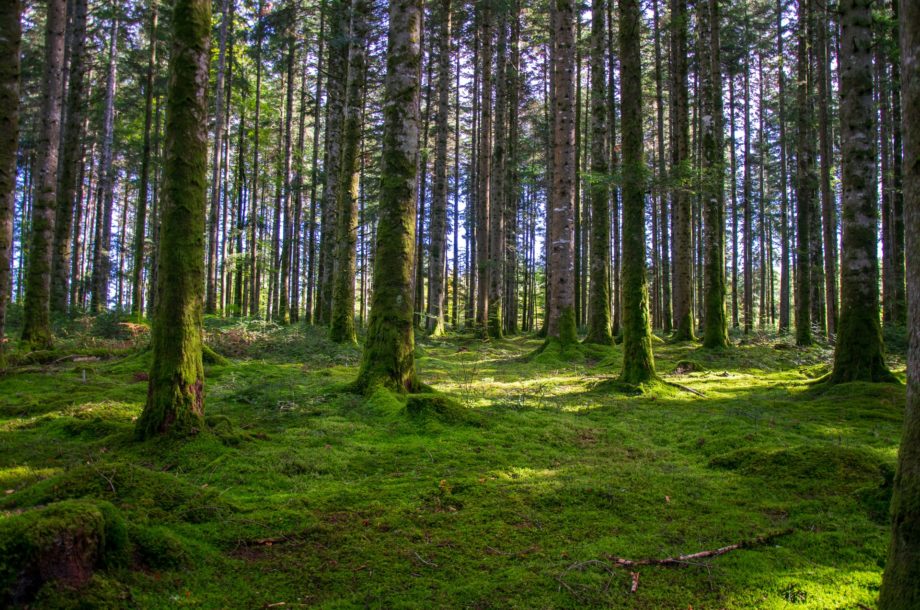 [Atelier-débat] Dialogue forestier (Rouen)