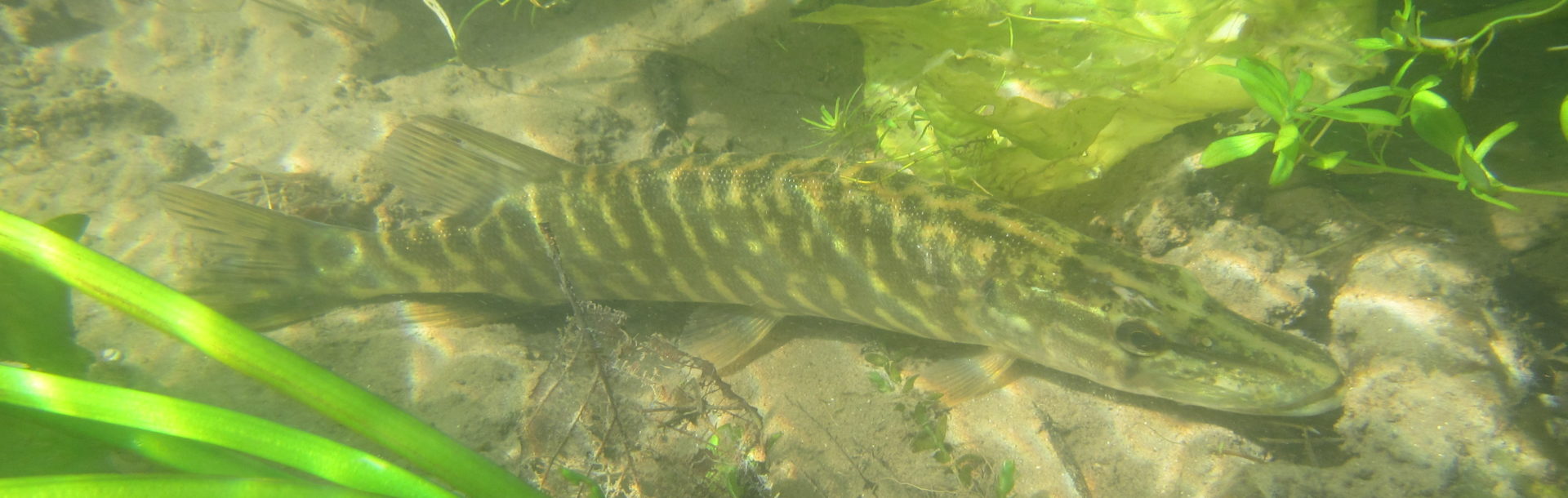 Les Poissons d’eau douce de Normandie