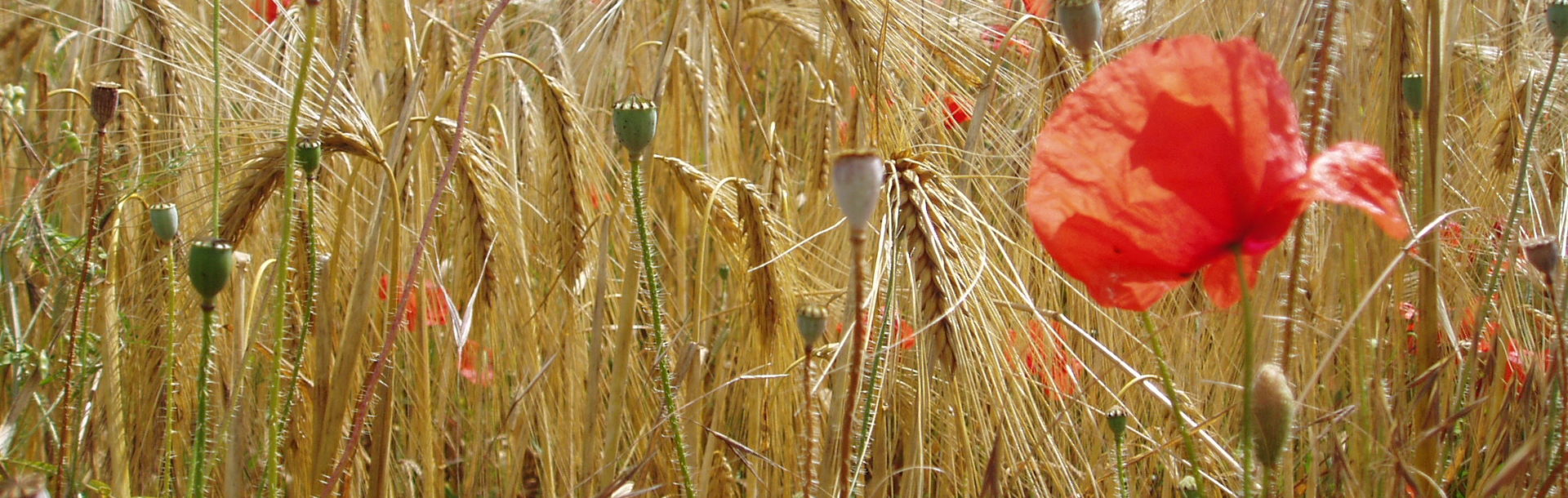 Les plantes messicoles de Normandie