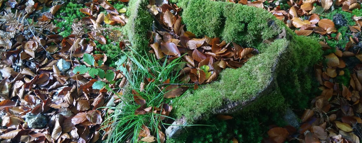 Les Bryophytes de Normandie