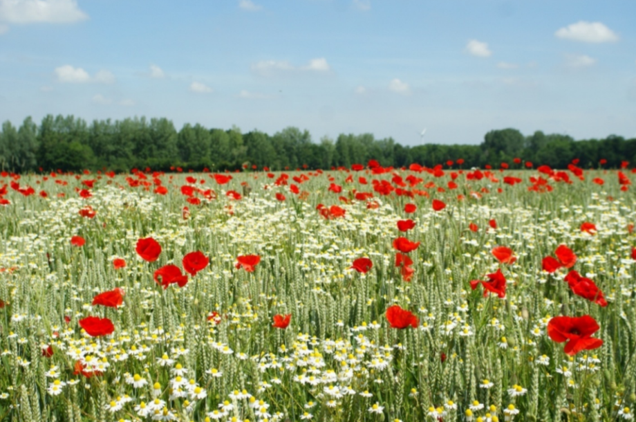 L’ANBDD lance ses indicateurs de la biodiversité des EPCI normands