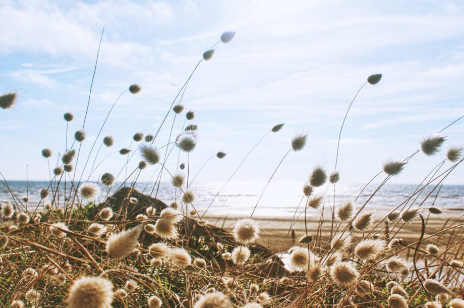 [Webinaire]  La biodiversité littorale face au changement climatique  #Atelier 4 du webforum littoral « Rivages en mouvements, territoires d’adaptation »