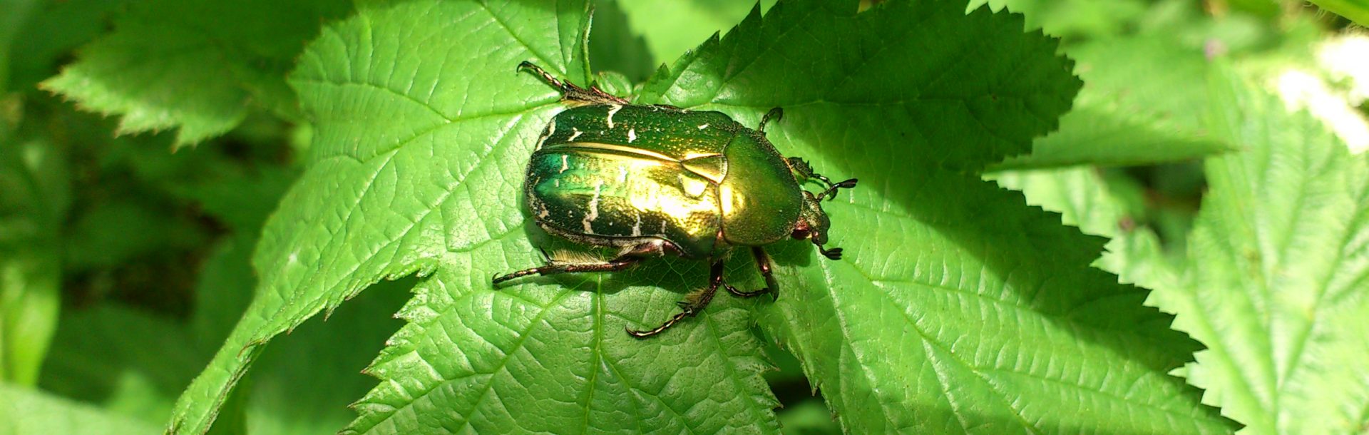 Les scarabéides de Normandie