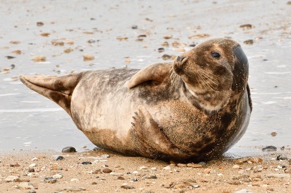 « Ilot de tranquillité » : favoriser la sérénité des phoques sur les plages