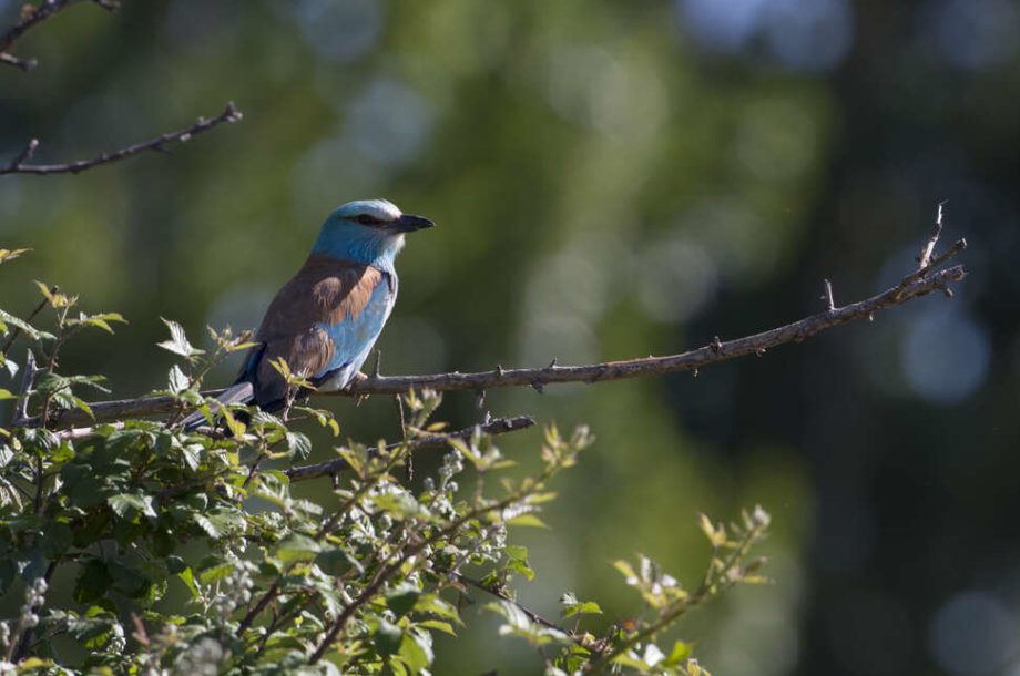 [Appel à projets] Atlas de la biodiversité communale 2022