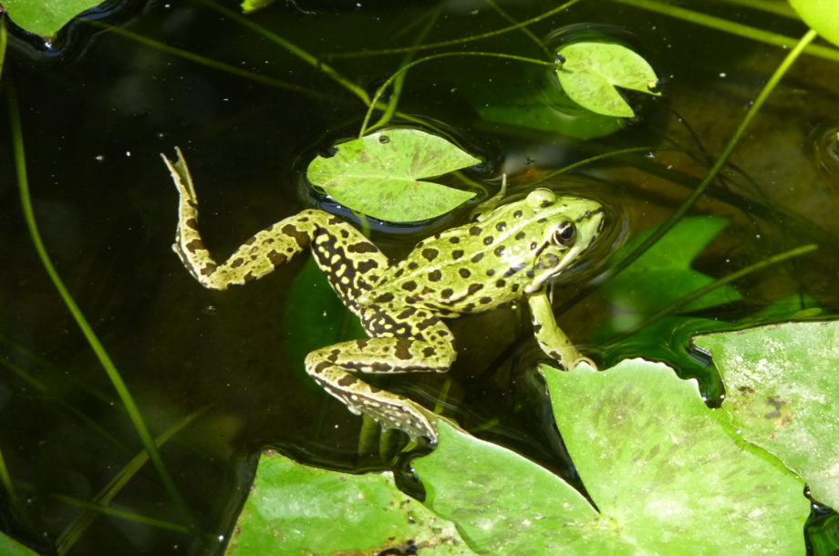 Grenouille Verte Commune