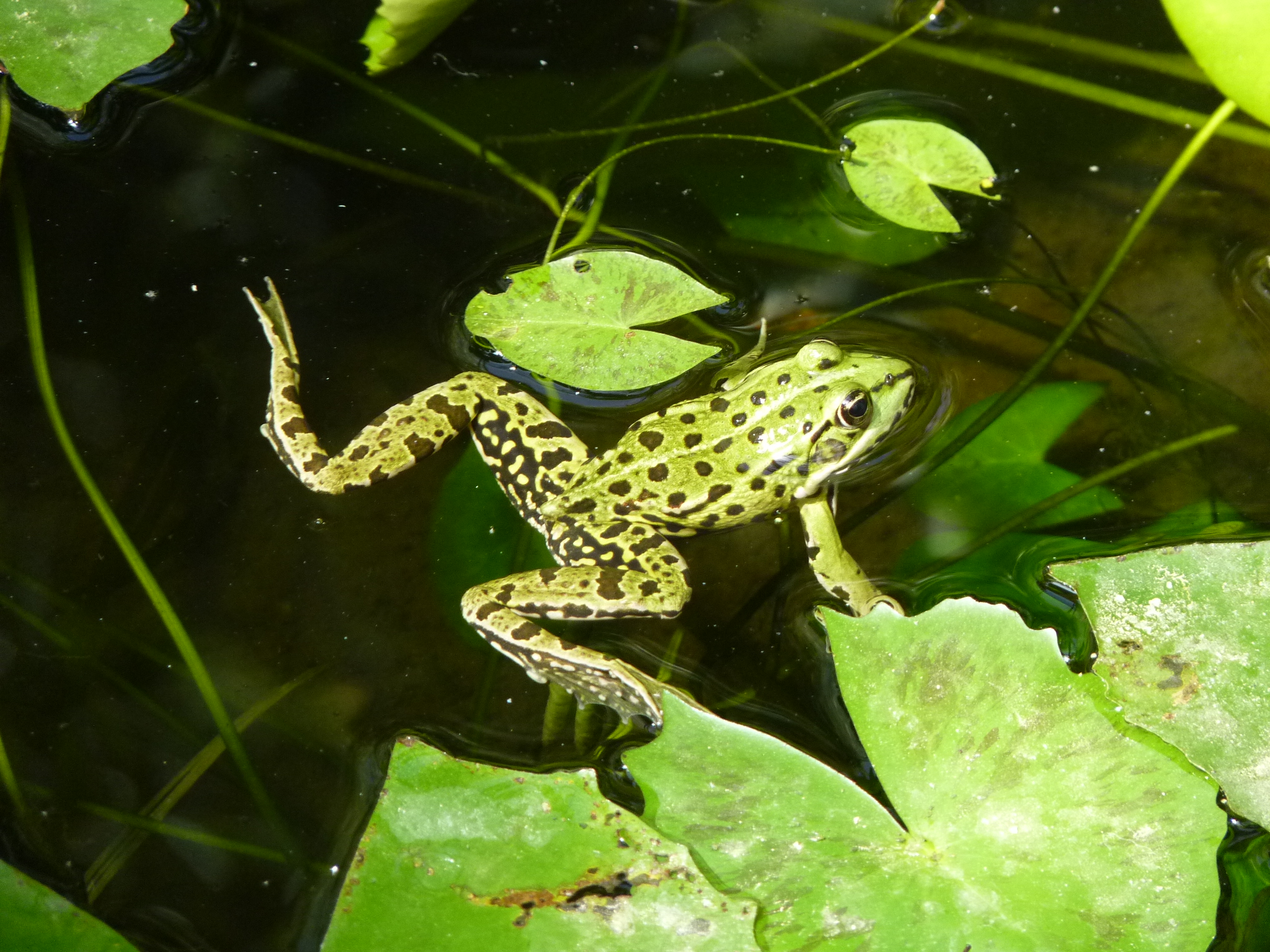 Les Athlètes de la nature