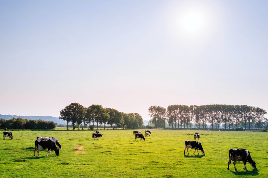 [Webinaire CNFPT] Eco-pâturage : les nouveaux bergers urbains #Les Flash infos de la biodiversité