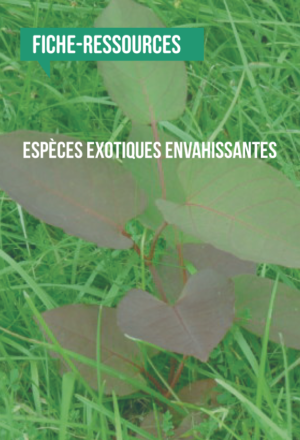 [Fiche-ressources] Les espèces exotiques envahissantes