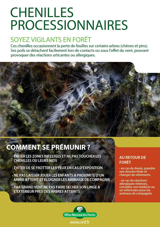 Soyez vigilants face aux dangers des chenilles processionnaires du chêne !