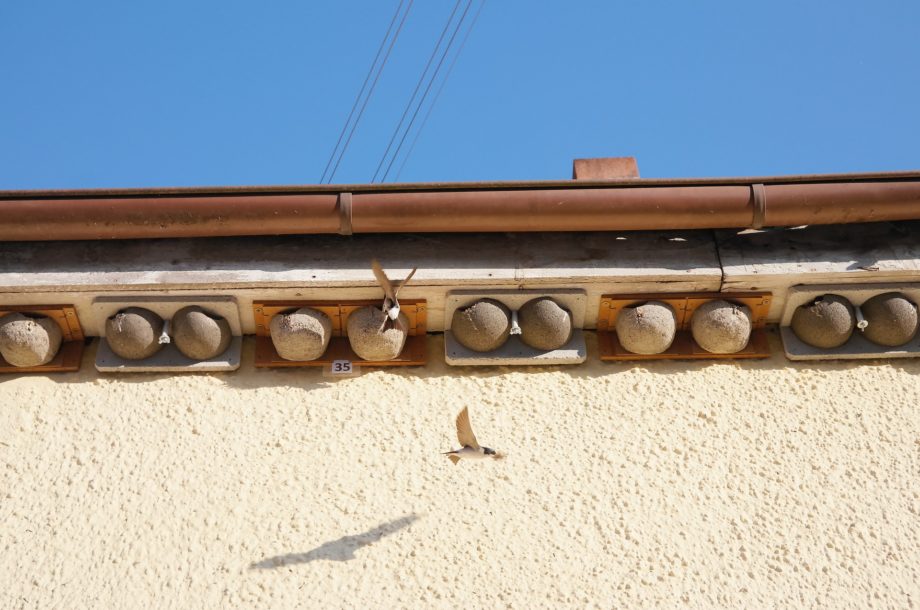 [Web-Atelier technique] Biodiversité et bâti : Comment favoriser l’accueil de la faune dans nos constructions ?