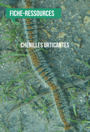 [Fiche-ressources] Les chenilles urticantes : connaissance et moyens de lutte