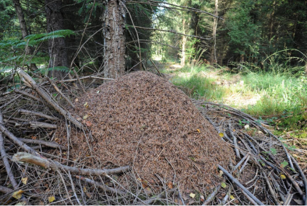 Fourmi rousse des bois - Notre Nature