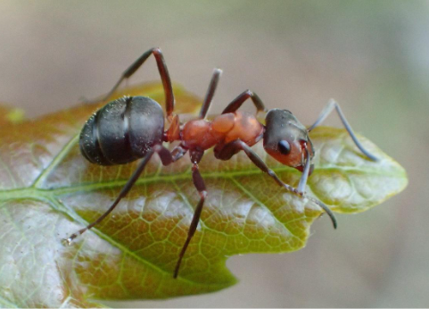 [Enquête régionale] Fourmis rousses de Normandie & Coccinelle des fourmilières