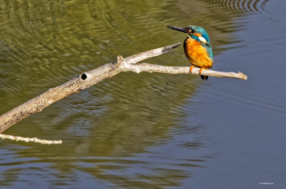 [Webinaire] Biodiversité et stratégie d’entreprise en Ile-de-France: pourquoi ? Comment ?