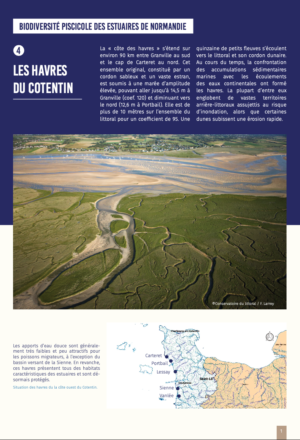 Biodiversité piscicole des estuaires de Normandie – Les havres du Cotentin