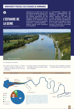Biodiversité piscicole des estuaires de Normandie – L’estuaire de la Seine