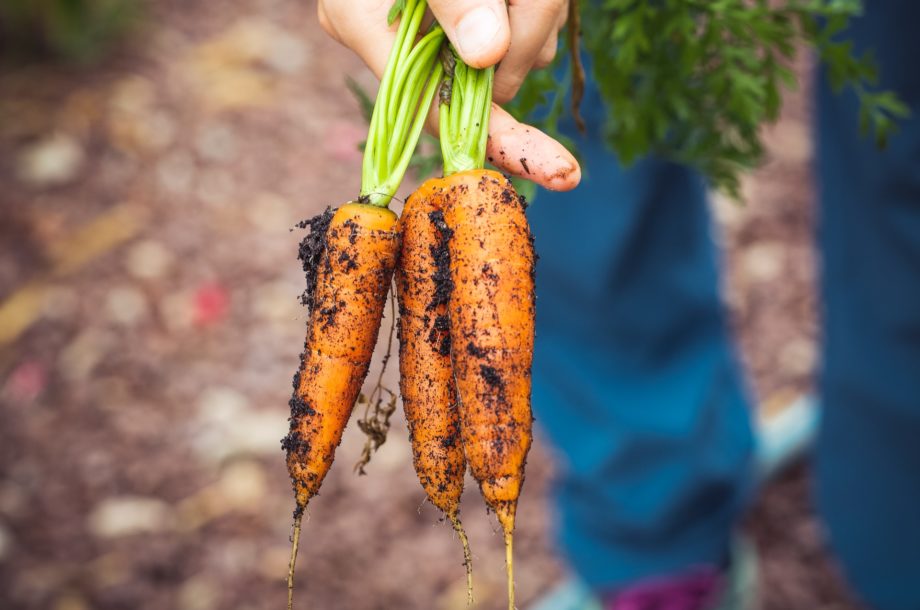 [Webinaire] Collectivités, un projet d’installation agricole sur votre foncier : que savoir, et comment faire ?