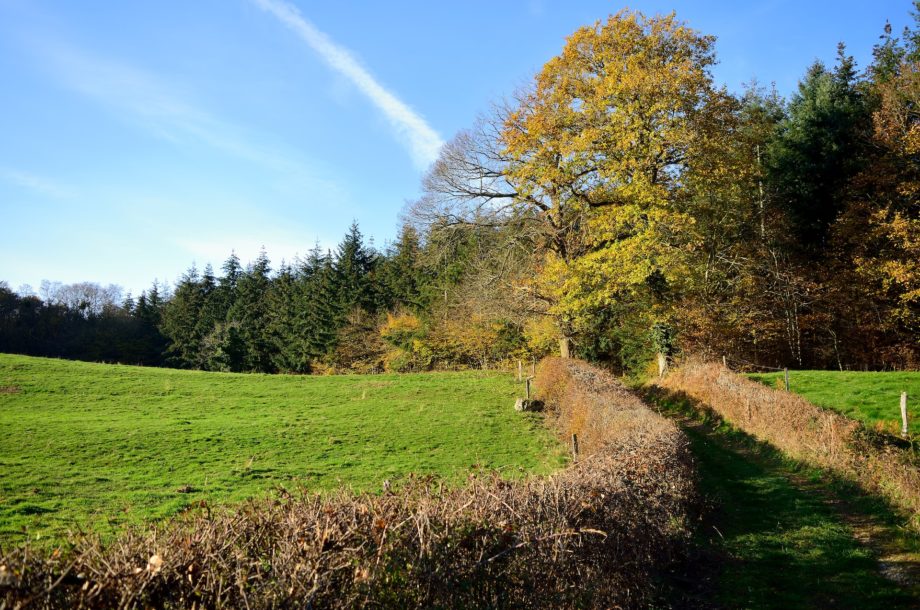 [Webinaire] Évaluation de la biodiversité des haies et des fonctions écosystémiques associées s – #2 Restitution du projet de recherche RESP’HAIES