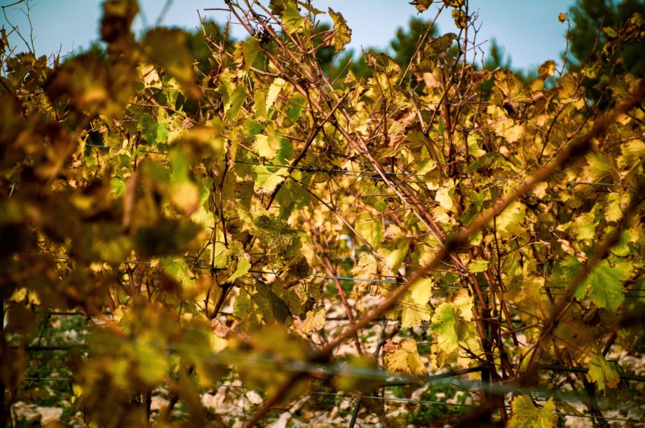 [Webinaire] Établir un diagnostic entomologique en viticulture : et après ?- Cycle #Rapprocher les monde agricole et naturaliste