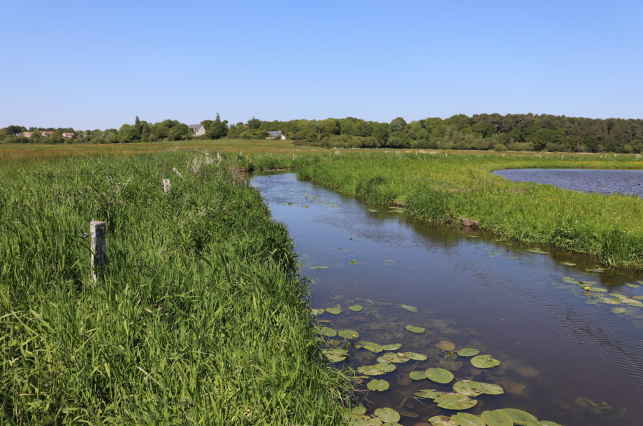 Identification des végétations de zones humides par bassin versant