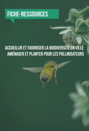[Fiche-ressources] Accueillir et favoriser la biodiversité en ville : aménager et planter pour les pollinisateurs