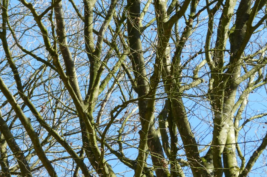 [Formation] Découverte de la filière forêt-bois en Normandie, visite de la scierie d’Orgères