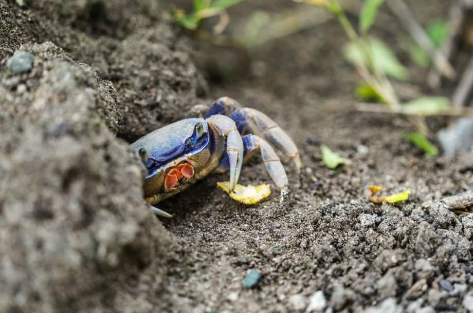 [Webinaire] Formation sur les Espèces Non Indigènes Marines et le programme Alien Mer Normandie