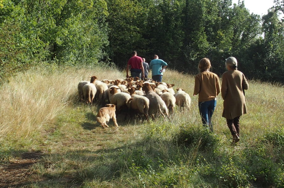 [DDTour] Des moutons pour remplacer des tondeuses – L’éco-pâturage au service de la collectivité : découverte des pratiques exemplaires de la Ville d’Evreux