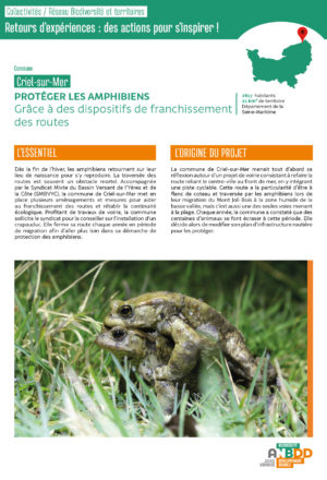 [Retours d’expériences] Protéger les amphibiens grâce à des dispositifs de franchissement des routes