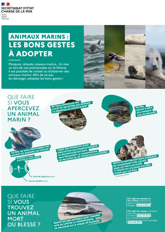 Animaux marins : les bons gestes à adopter