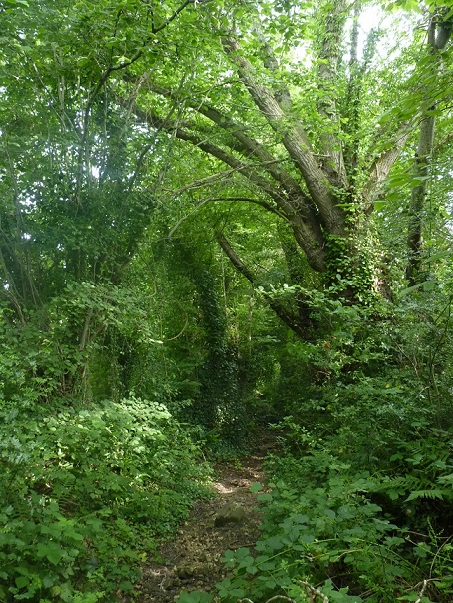 Le Thermomètre de la santé des forêts