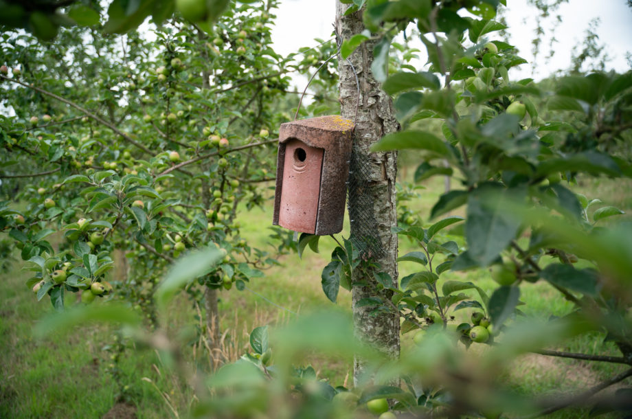 [Atelier technique] Comment augmenter la biodiversité au sein d’un verger cidricole ?