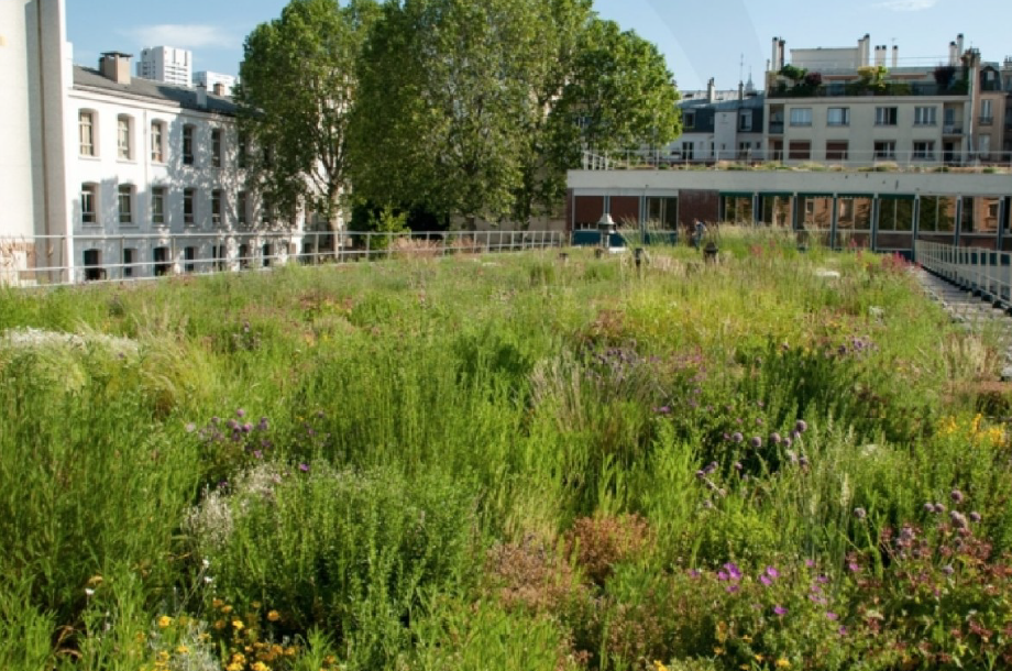 [Colloque] Bâti végétalisé et gestion de l’eau