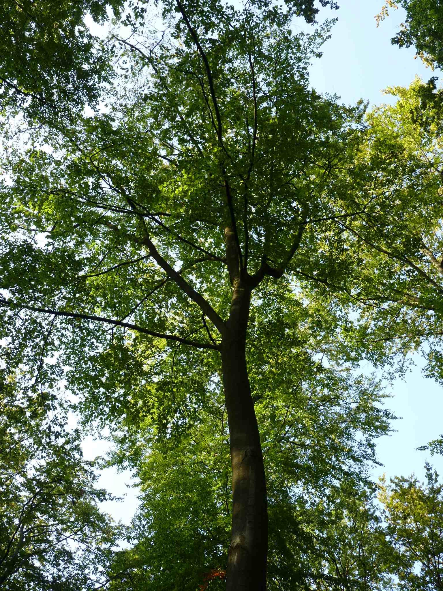 Le brame du cerf : des règles de prudence s’imposent