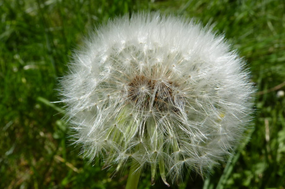 La Stratégie Nationale Biodiversité 2030