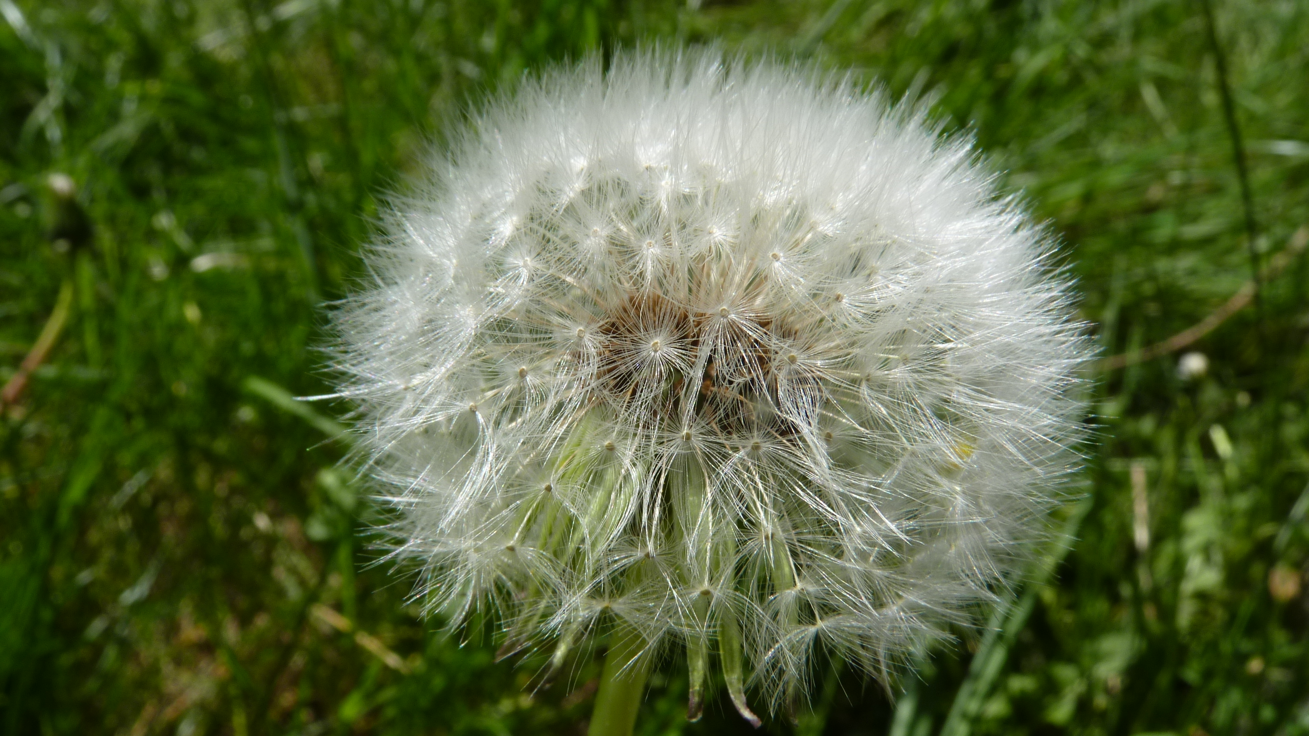 Insectes : alerte disparition