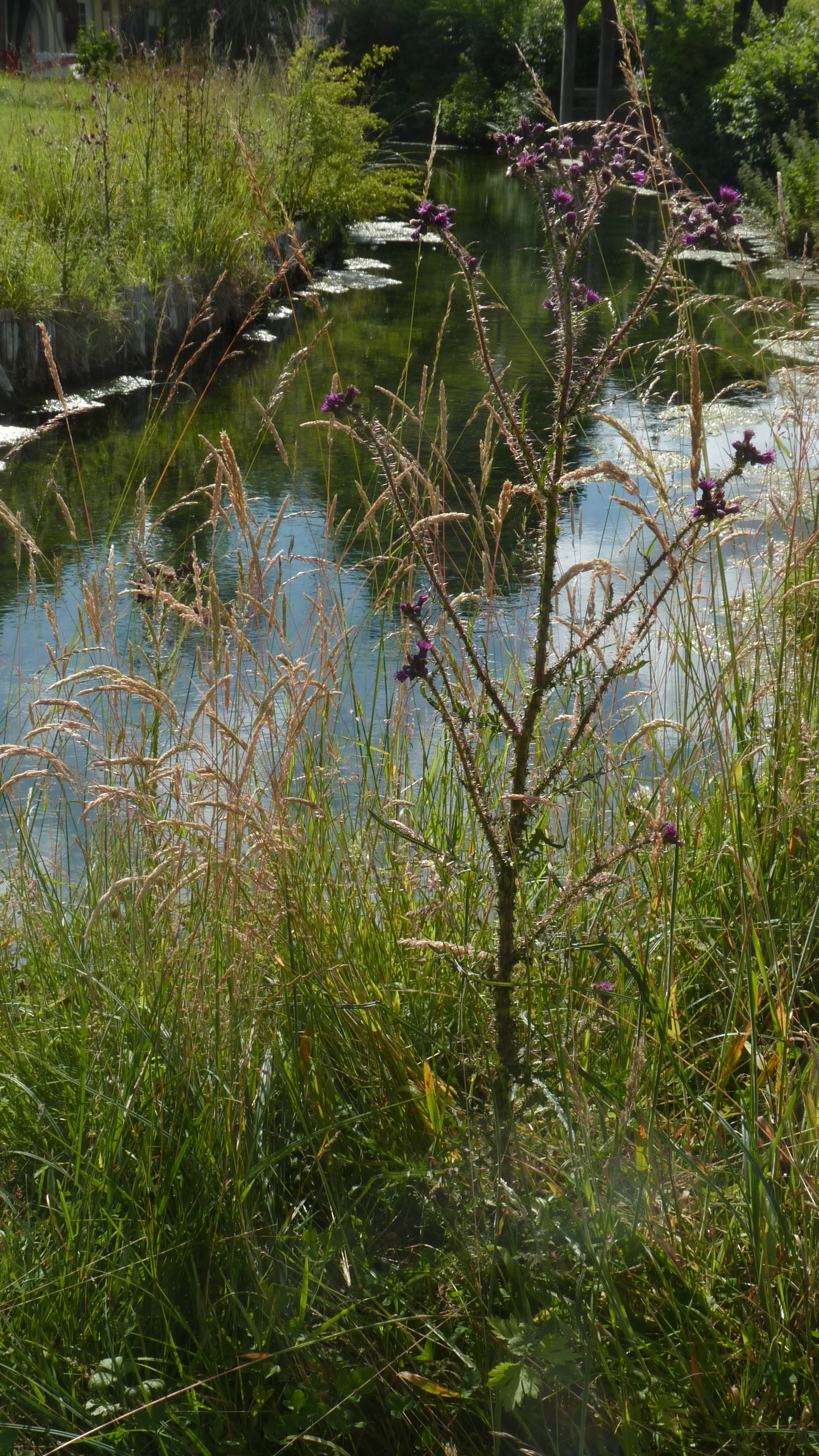 GrowGreen compendium of nature-based solutions released