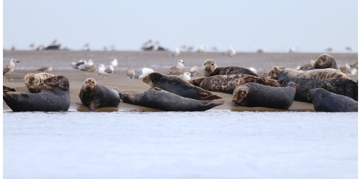 Les mammifères marins de Normandie