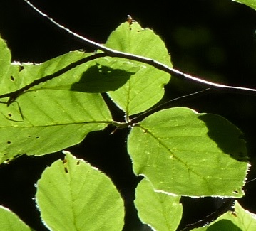 Planter sans se planter : 7 règles d’or pour bien végétaliser nos villes et les garder au frais