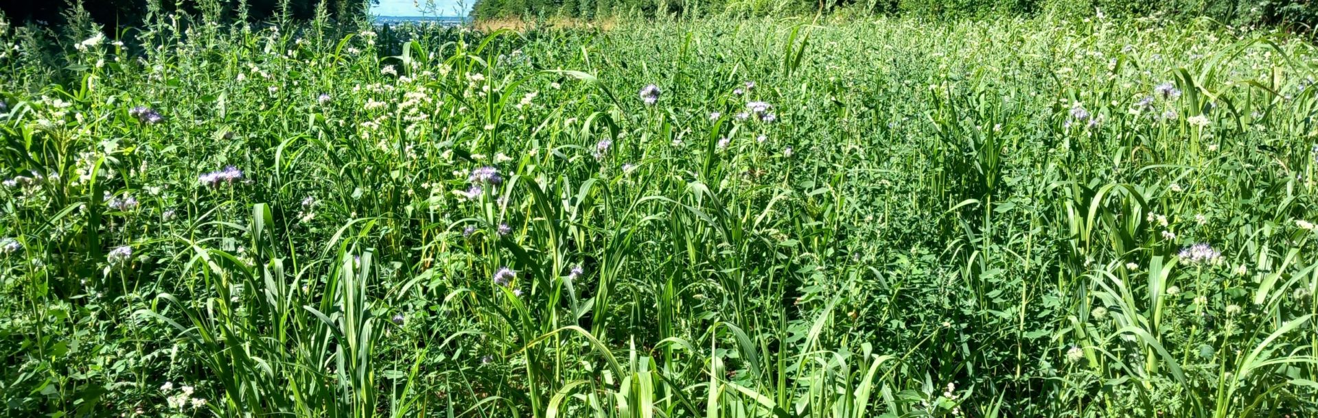 Gestion durable des bords de champs : préservation de la biodiversité et intérêts agricoles – 14