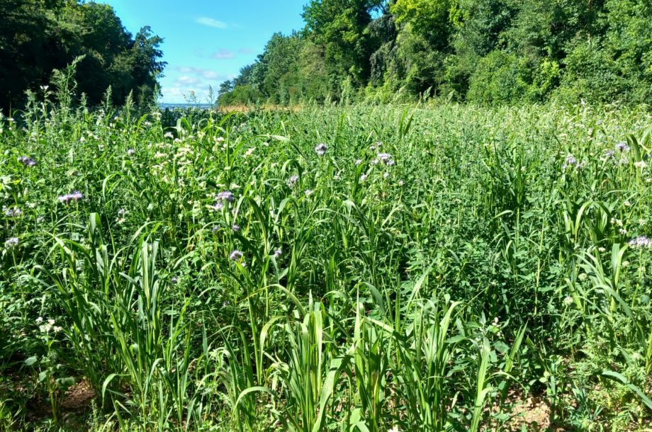 Gestion durable des bords de champs : préservation de la biodiversité et intérêts agricoles – 14