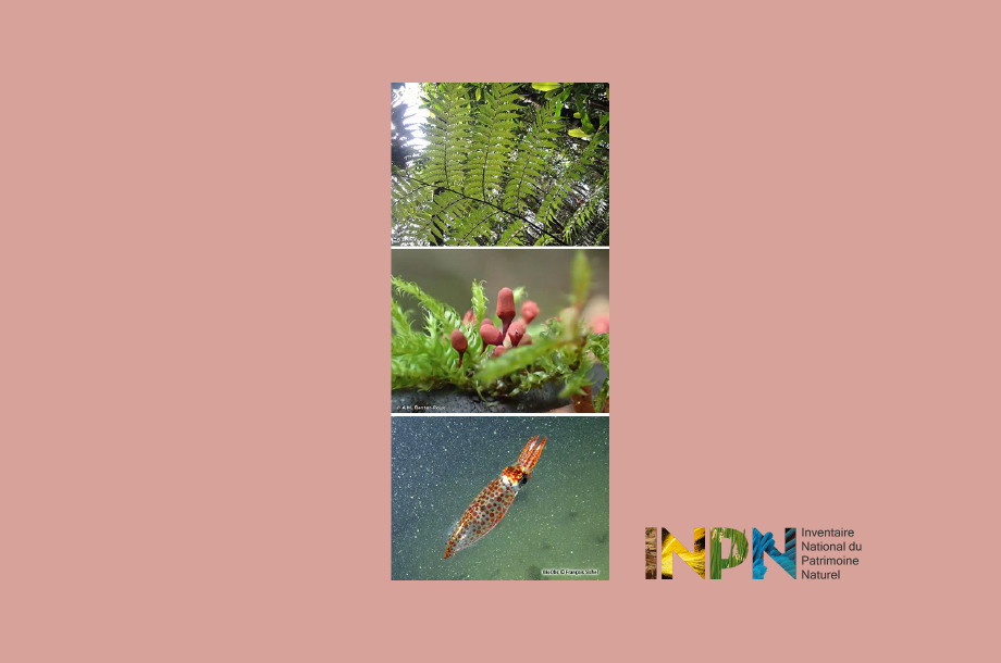 [Appel à projets] Contribution à la connaissance naturaliste – Appel à projets INPN 2025